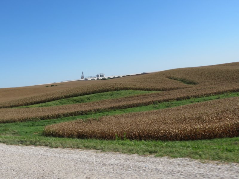 Corn fields near Grinnell